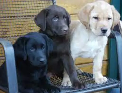 Gesund Labrador Welpen mit Papieren