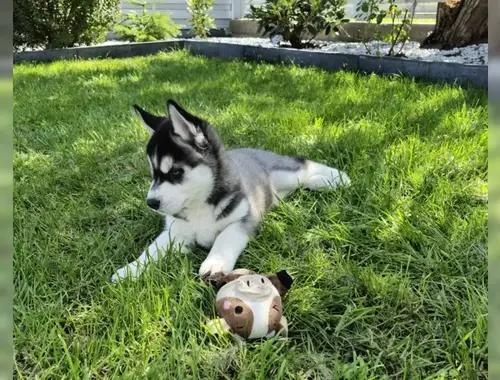 Gesund Siberian Husky Welpen