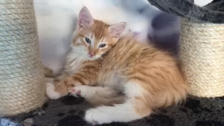 Katzenzuchtkätzchen aller Rassen zu verkaufen. Katzenzuchtkätzchen aller Rassen zu verkaufen.