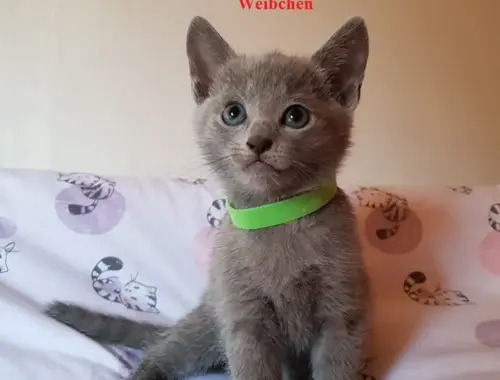 Russisch Blau Kitten