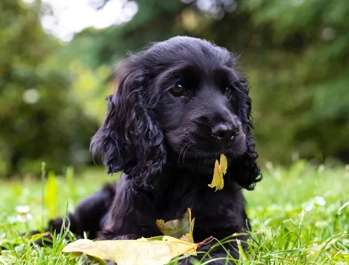 Cocker Spaniel-Welpen