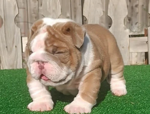 Englische Bulldoggenwelpen