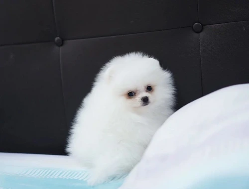 Pomeranian-Welpen