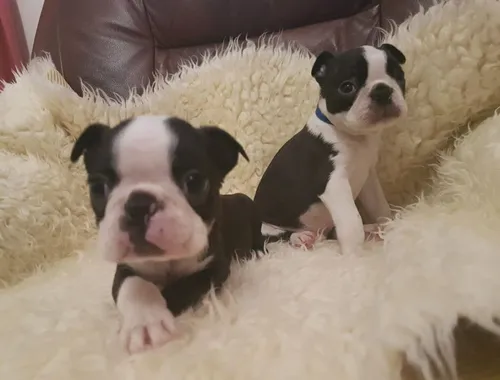 Boston Terrier-Welpen