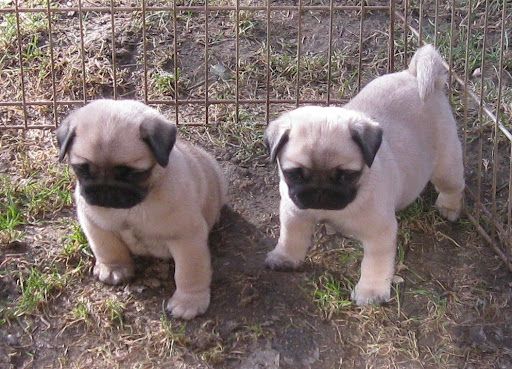 Qualität Mops Welpen Qualität Mops Welpen