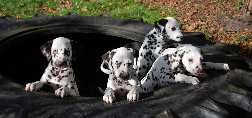 Qualität Dalmatiner Welpen mit Papieren