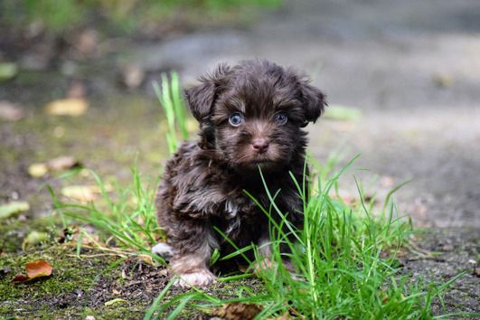 Qualität Bolonka Zwetna Welpen mit Papieren