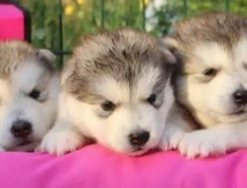 Alaskan Malamute welpen-WHATSAPP..+4915213140266