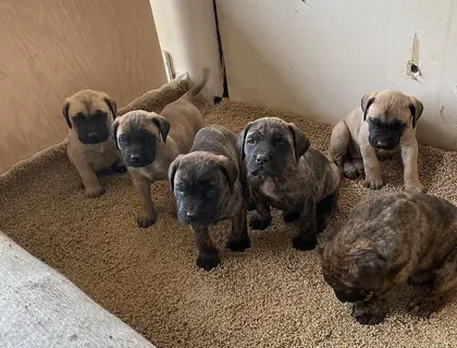 Englischer Mastiff/Fawn und Brindle Welpen