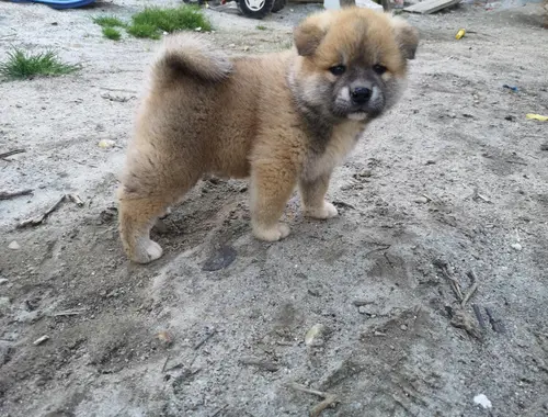 AKITA Inu welpen suchen neues Zuhause