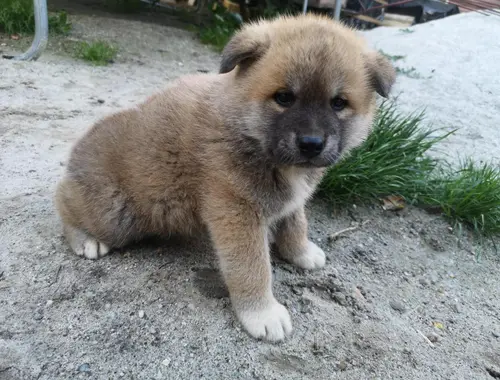 Wunderschöne Akita Inu welpen