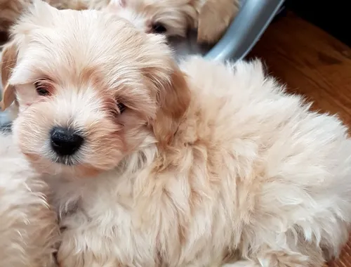 Schöne Weihnachten Maltepoo Babys