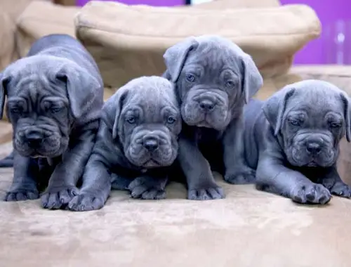 Wunderschöne Cane Corso welpen