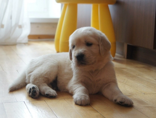 Golden Retriever-Welpen