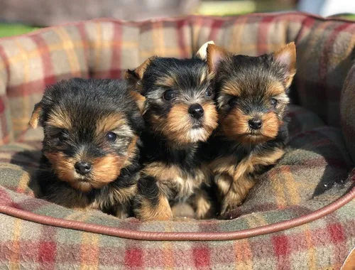 Yorkshire-Terrier-Welpen