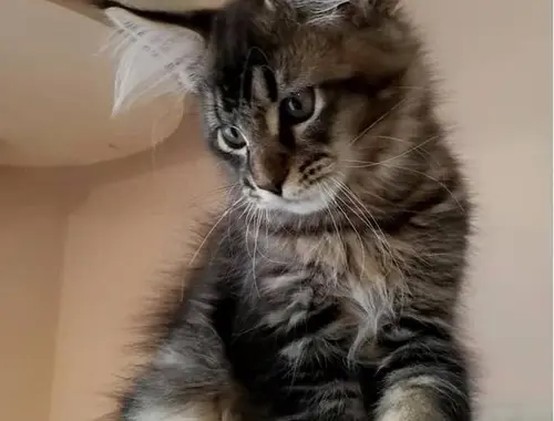 Reinrassige Maine Coon Kätzchen