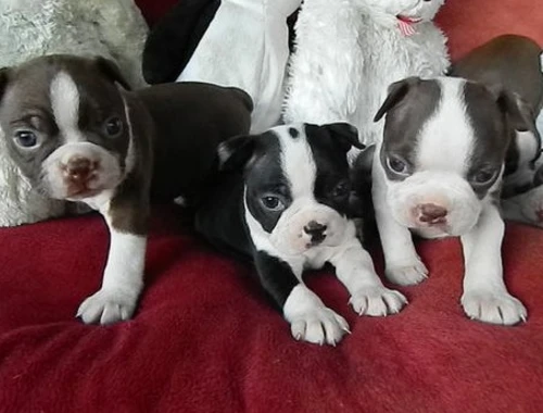 Boston Terrier- WHATSAPP:;+4915213140266