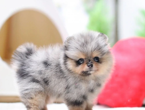 Mini Pomeranian-WHATSAPP.....+4368120926227