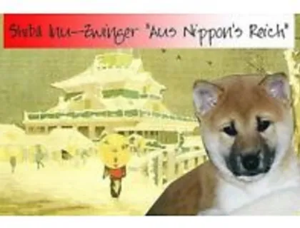 Shiba Inu  Zucht