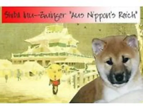 Shiba Inu  Zucht