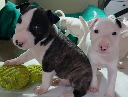 Mini Bull Terrier welpen suchen neues Zuhause