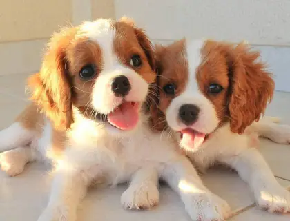 Cavalier King Charles Spaniel welpen suchen neues Zuhause