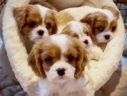 Cavalier King Charles Spaniel Welpen