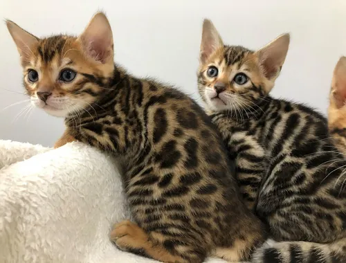 Wunderschöne Bengal Katzenbabys