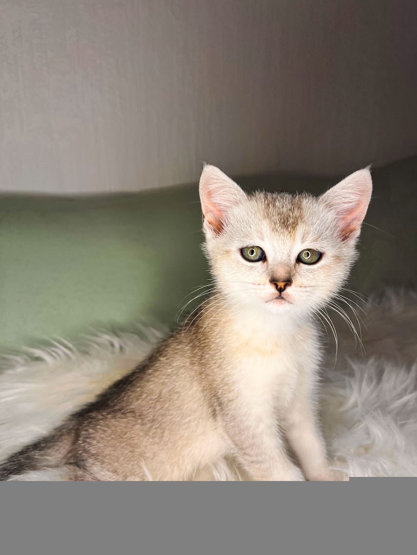 Unser Kitten sucht ein neues liebevolles Zuhause