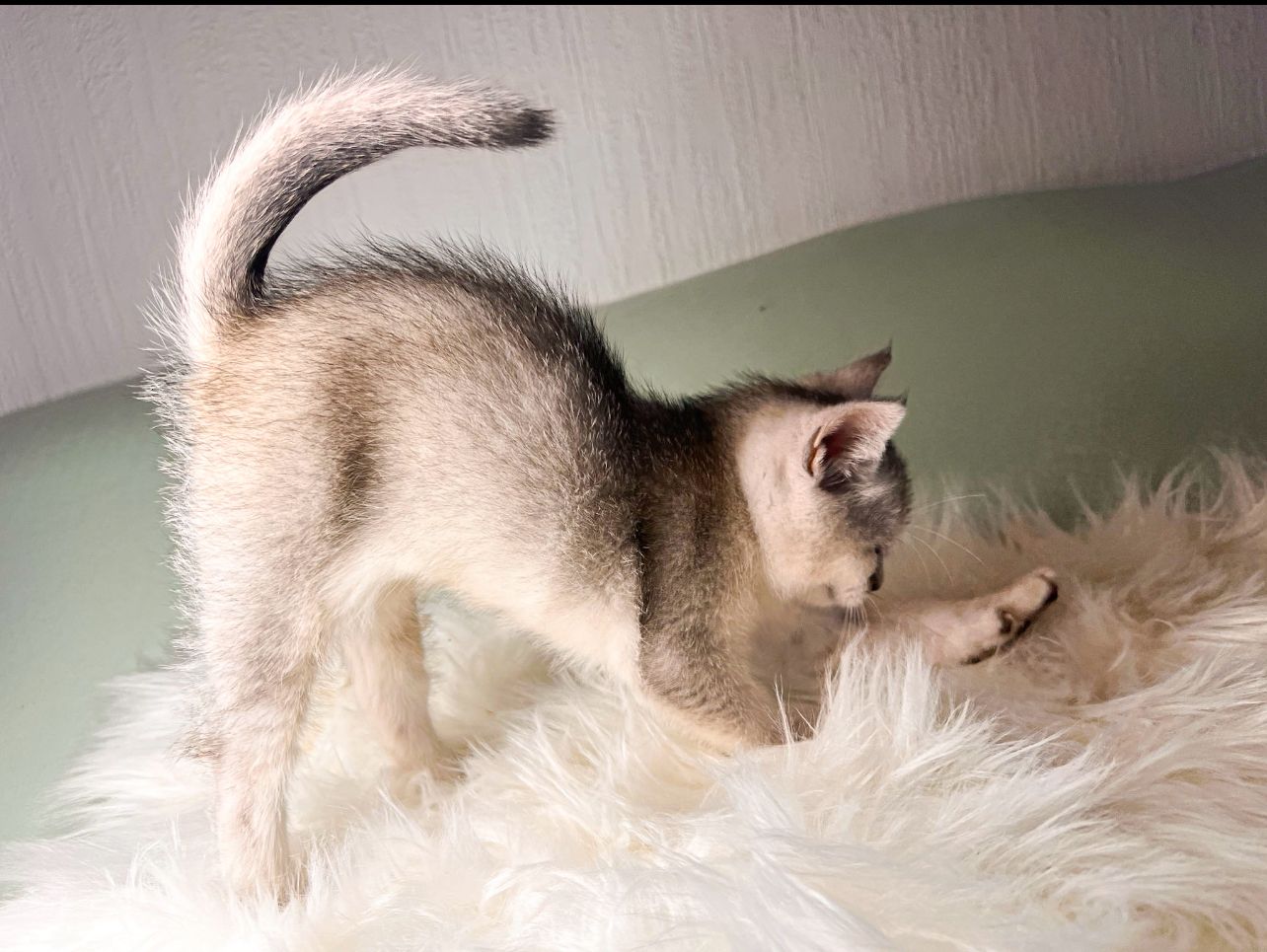 Unser Kitten sucht ein neues liebevolles Zuhause