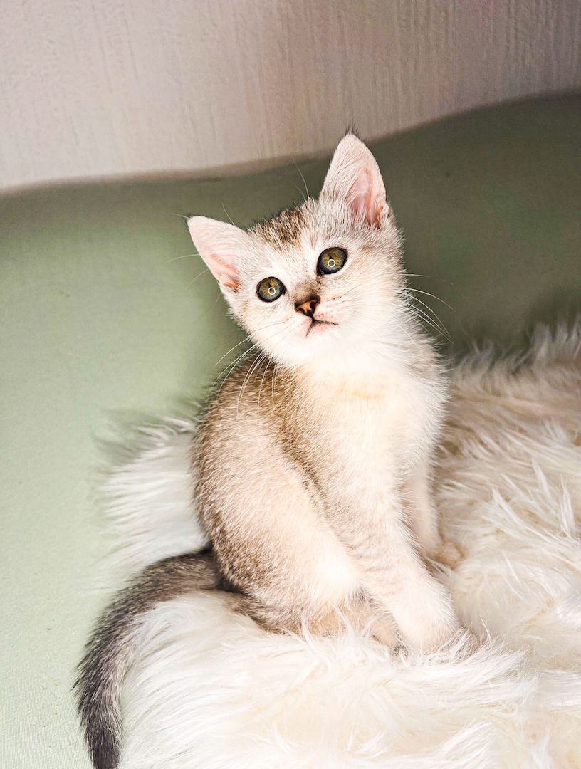 Unser Kitten sucht ein neues liebevolles Zuhause