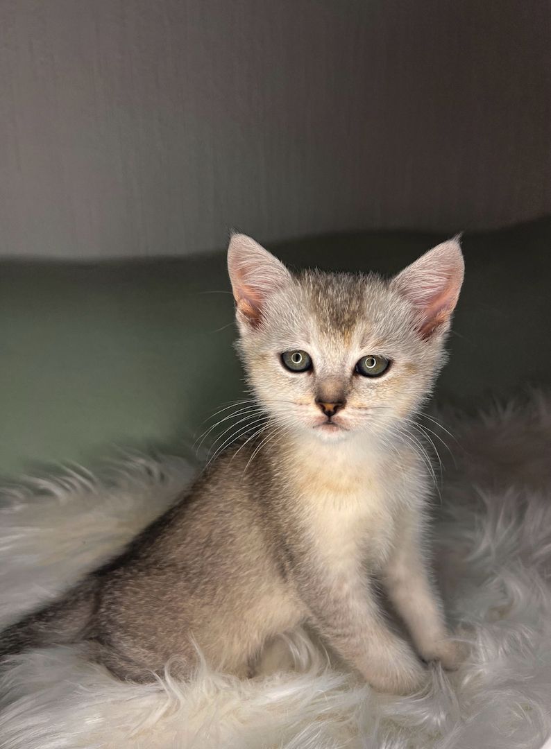 Unser Kitten sucht ein neues liebevolles Zuhause