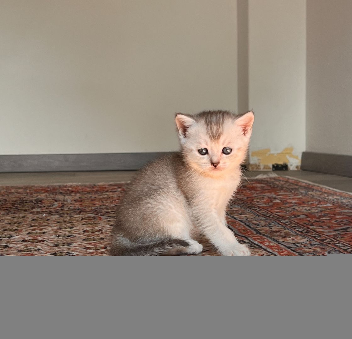 Unser Kitten sucht ein neues liebevolles Zuhause