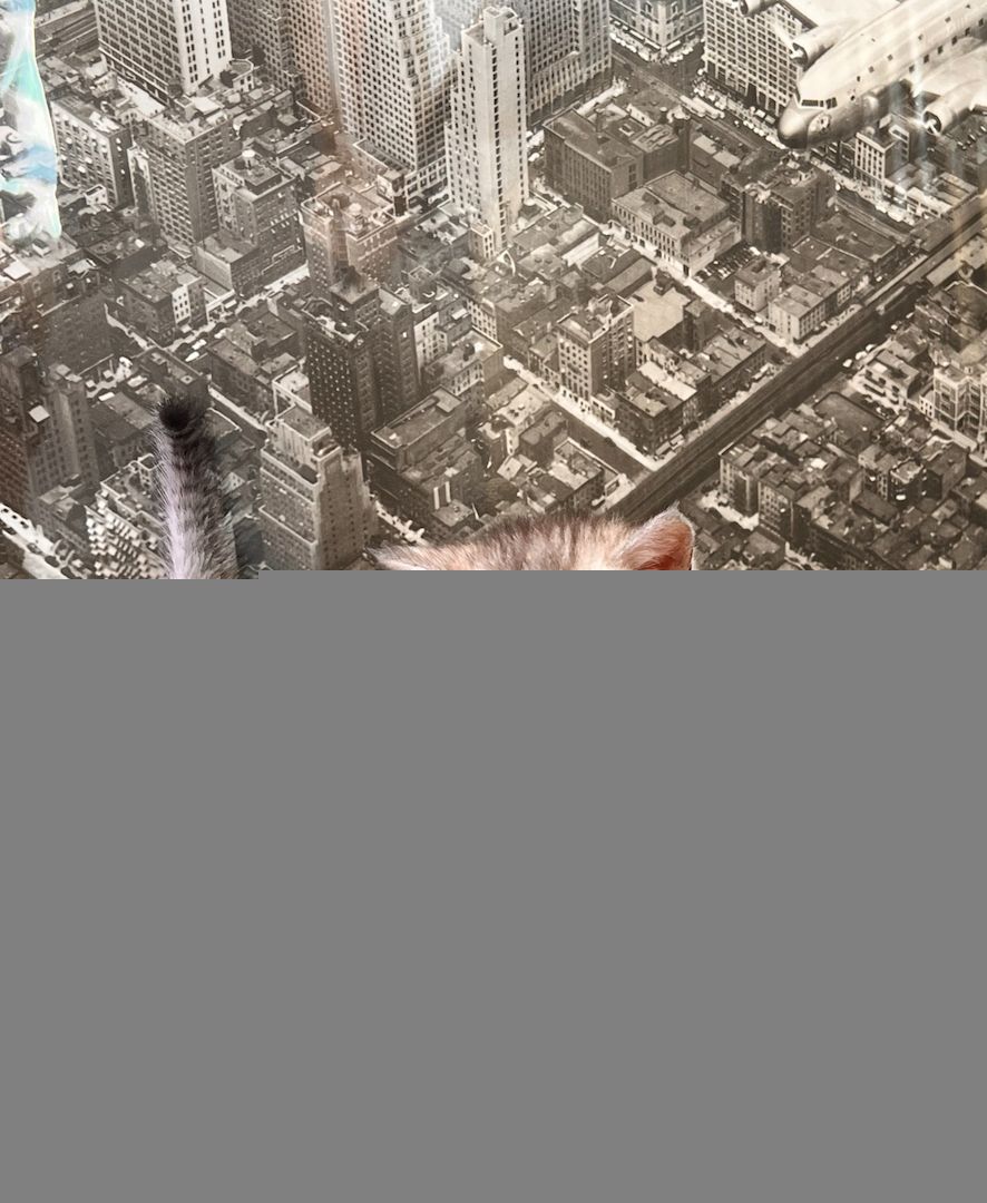 Unser Kitten sucht ein neues liebevolles Zuhause