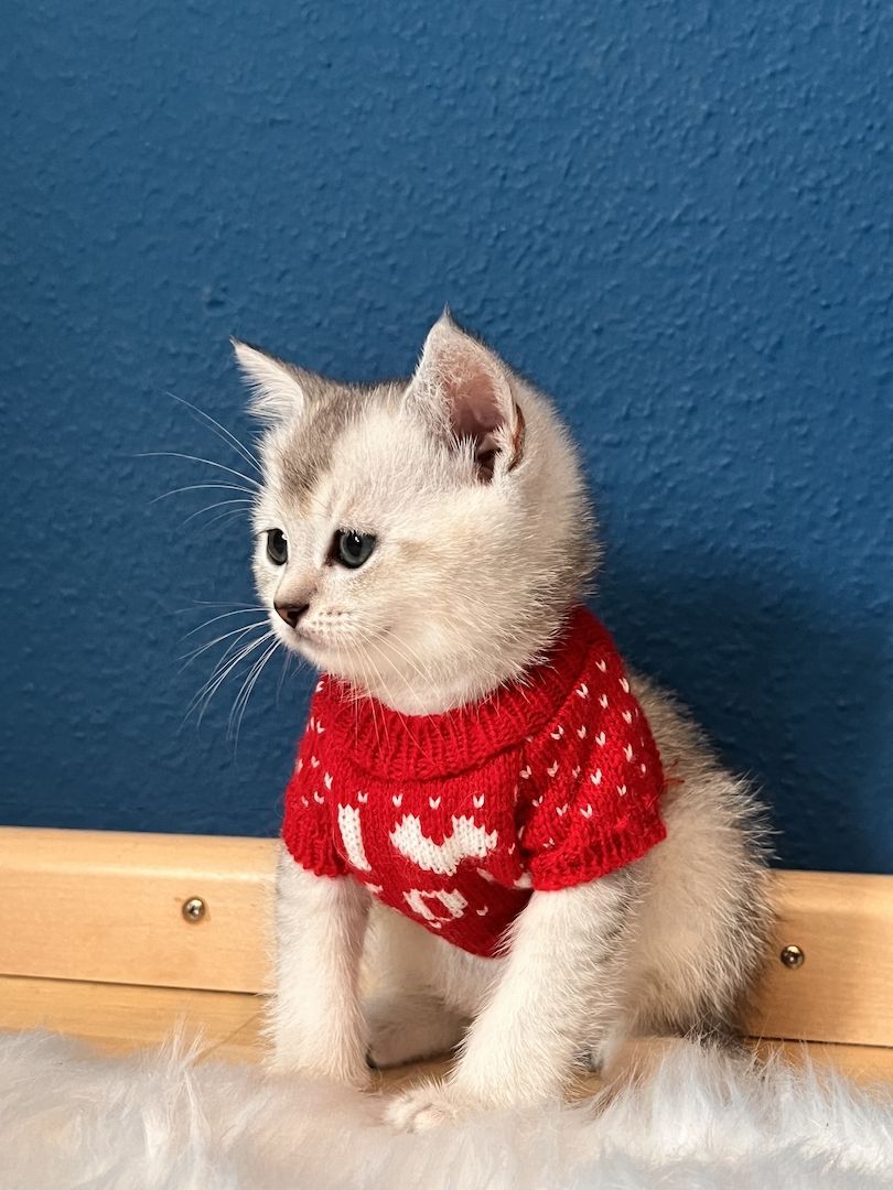 Unser Kitten sucht ein neues liebevolles Zuhause