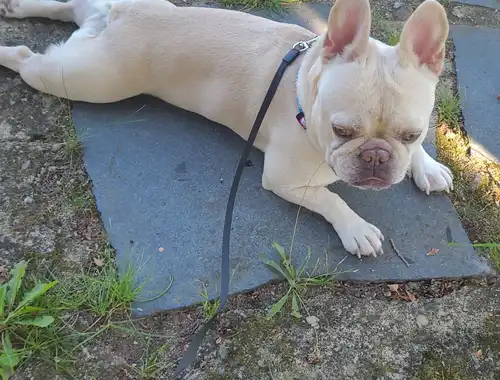 Französische Bulldogge