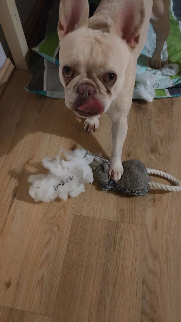 Französische Bulldogge