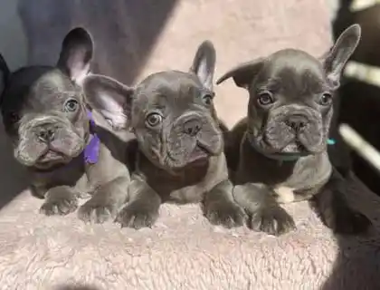 Qualität Französische Bulldogge Welpen