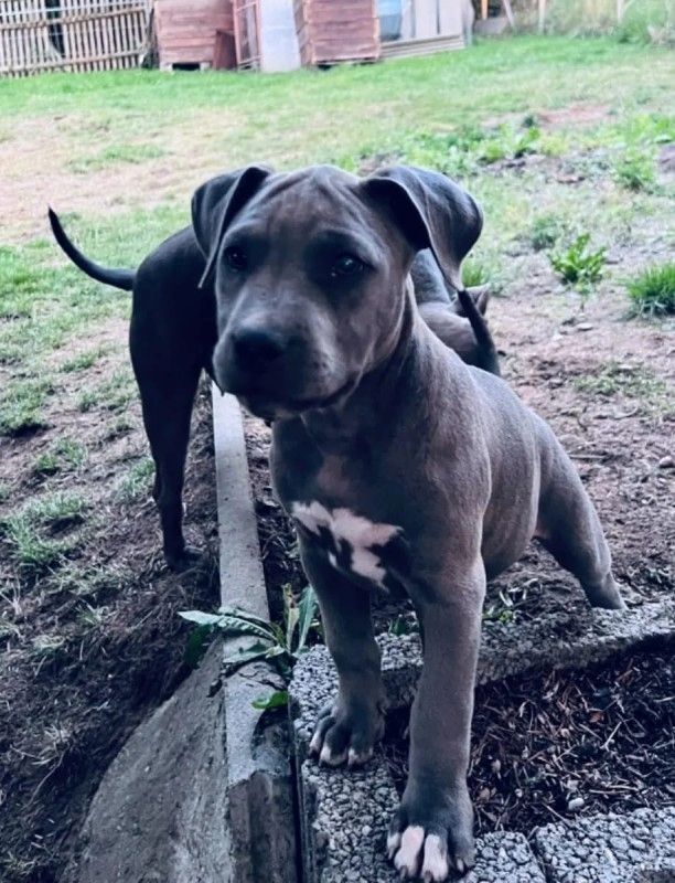 Qualität Pitbull welpen von kräftigen