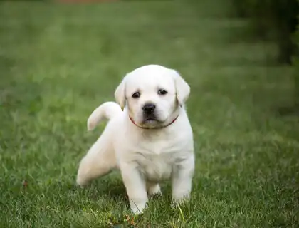 Qualität Labrador Welpen mit Papieren