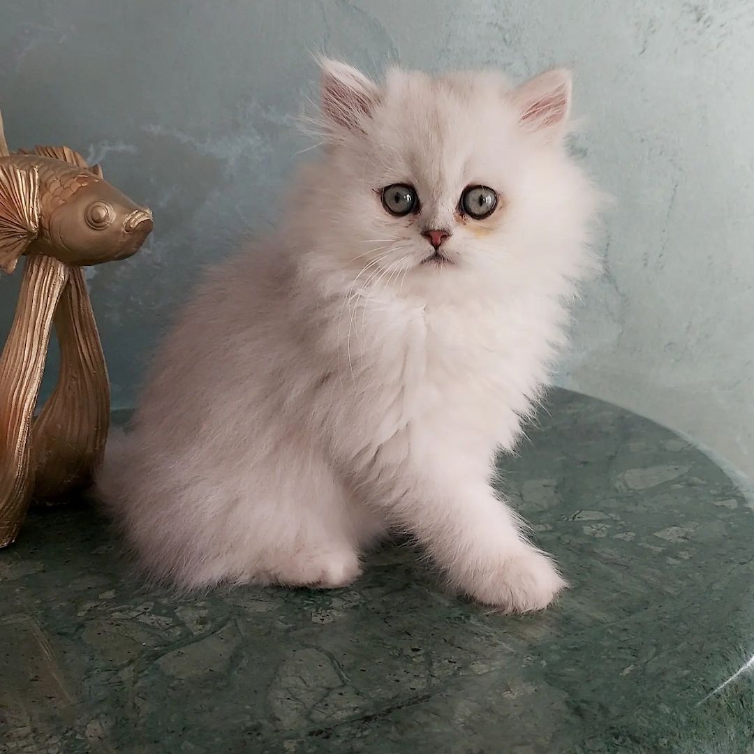 Reinrassige Perserbabys chinchilla und Silver Shaded