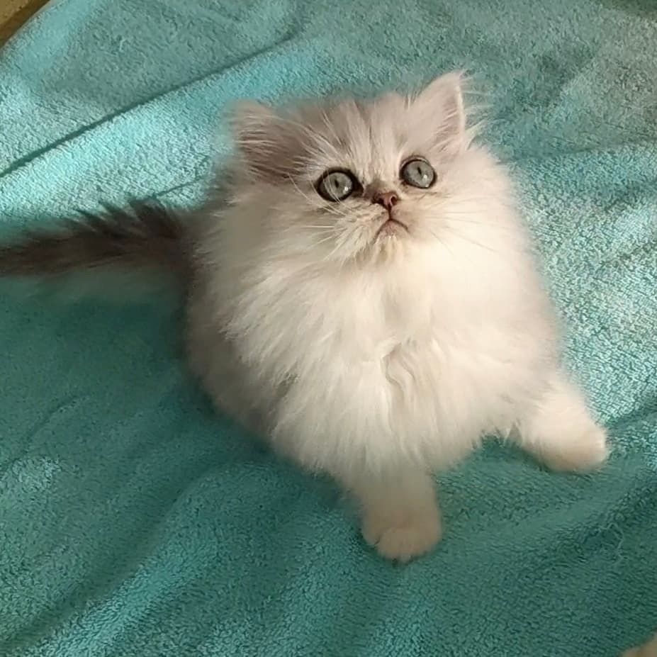 Reinrassige Perserbabys chinchilla und Silver Shaded