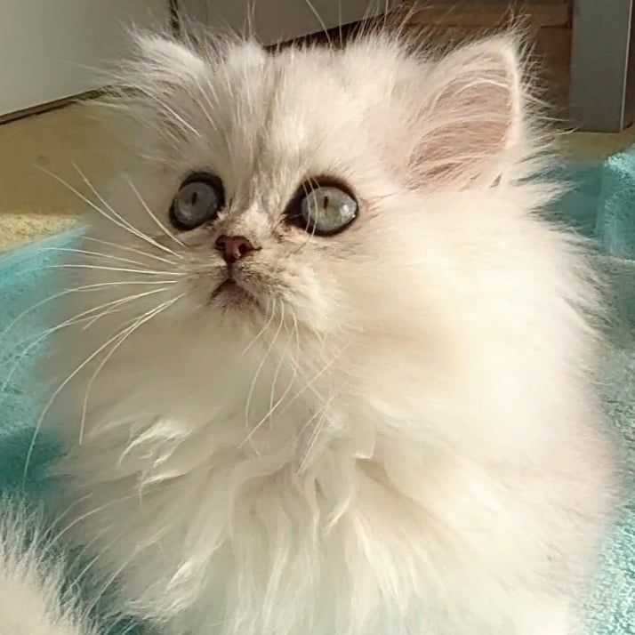 Reinrassige Perserbabys chinchilla und Silver Shaded