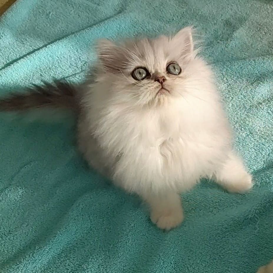 Reinrassige Perserbabys chinchilla und Silver Shaded