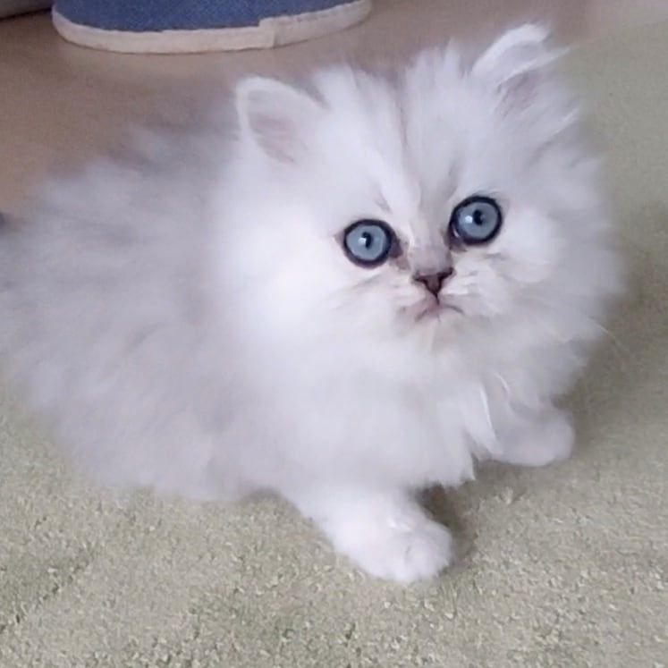 Reinrassige Perserbabys chinchilla und Silver Shaded