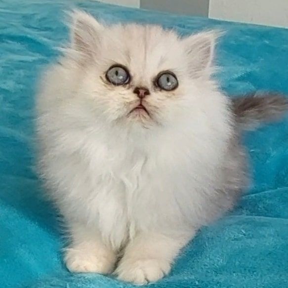 Reinrassige Perserbabys chinchilla und Silver Shaded