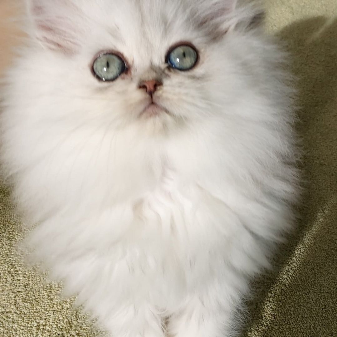 Reinrassige Perserbabys chinchilla und Silver Shaded