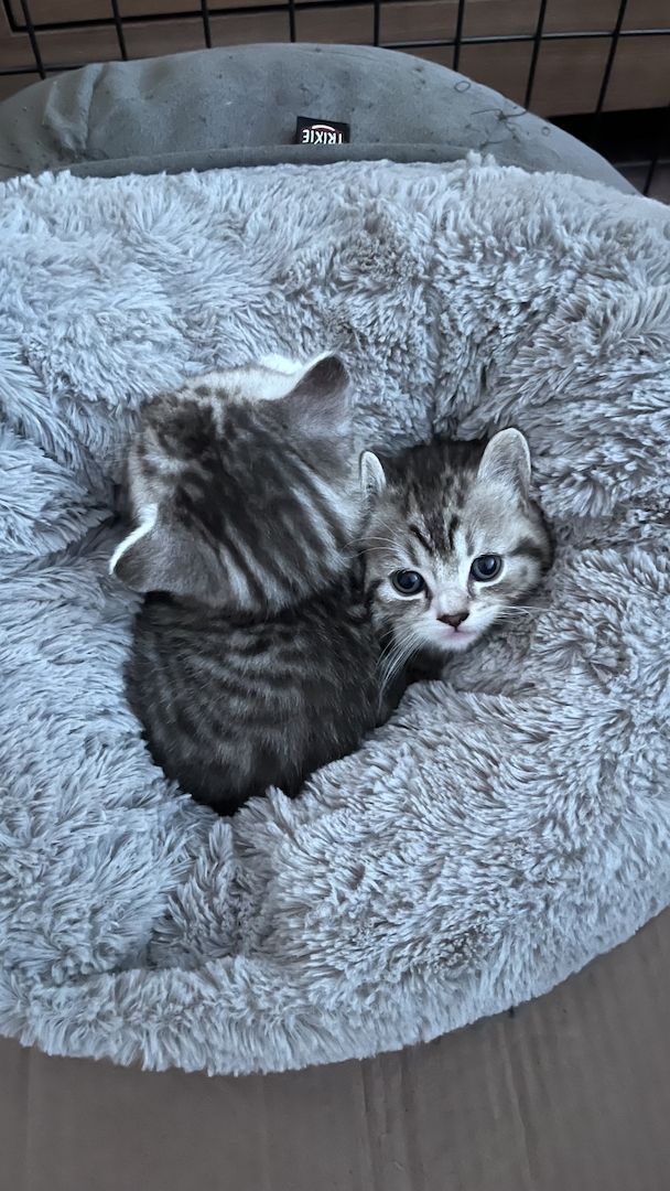 BKH Kitten abgabebereit BKH Kitten abgabebereit