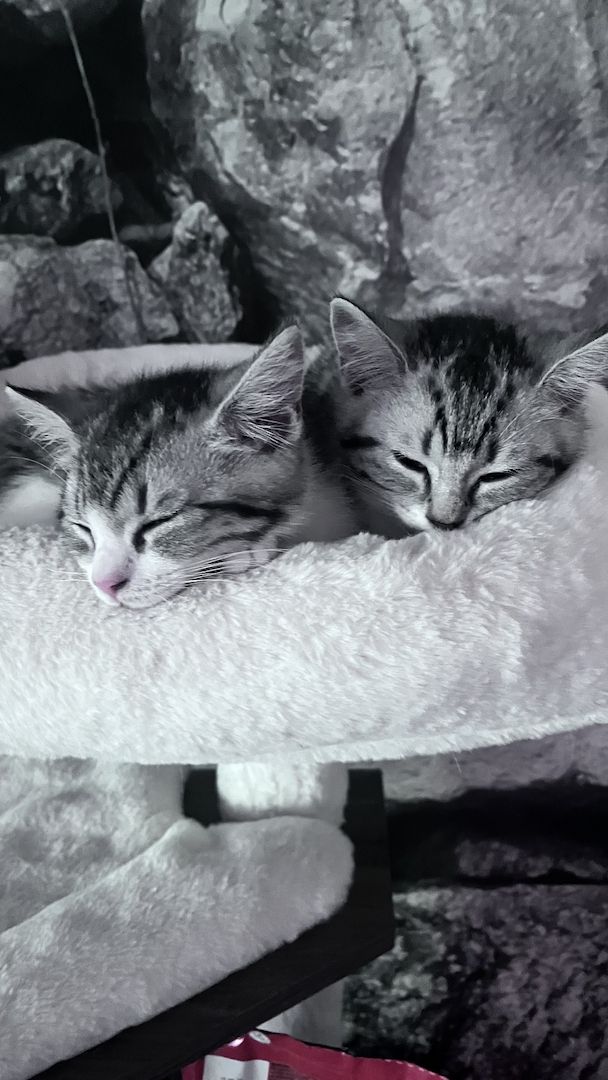 BKH Kitten abgabebereit BKH Kitten abgabebereit