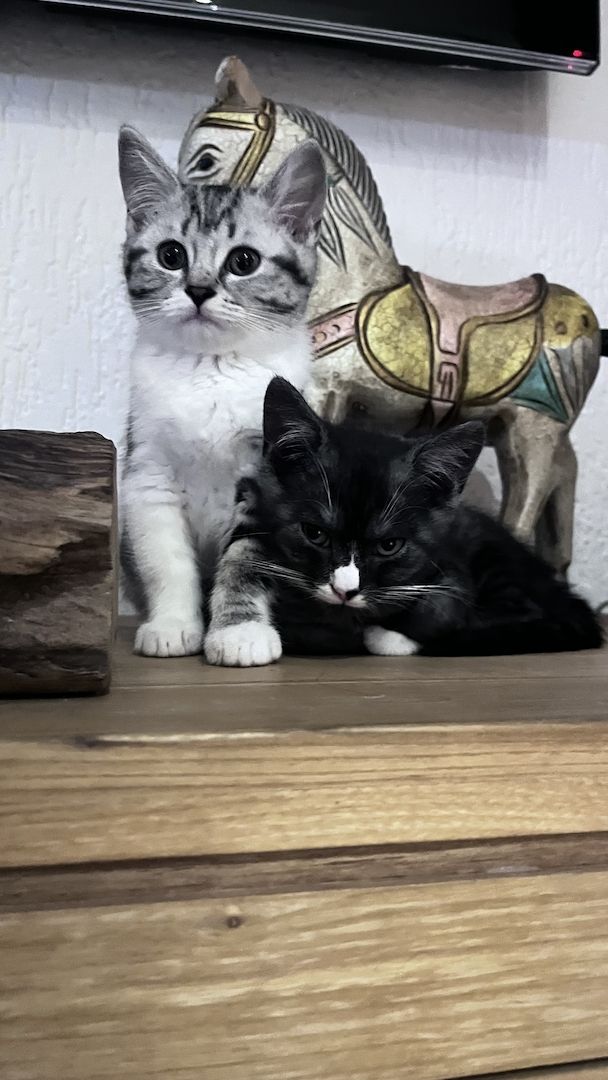 BKH Kitten abgabebereit BKH Kitten abgabebereit
